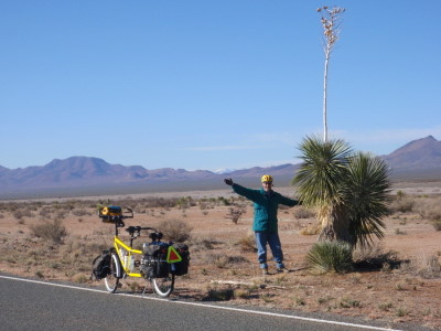 Some yucca plants grow quite tall.
